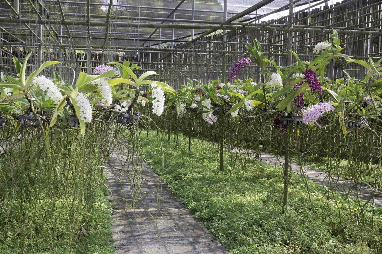 flores em cestos pendurados foto