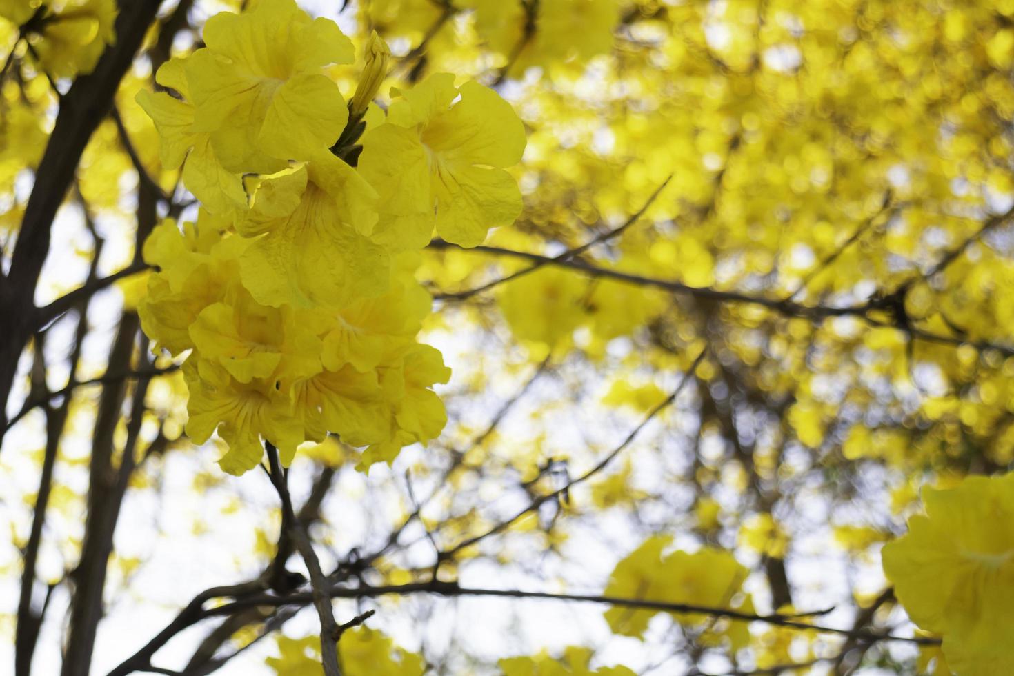 linda flor de flor amarela de verão foto