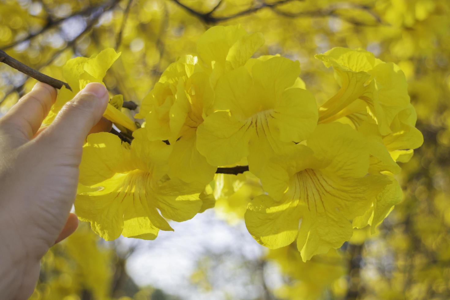 linda flor de flor amarela de verão foto