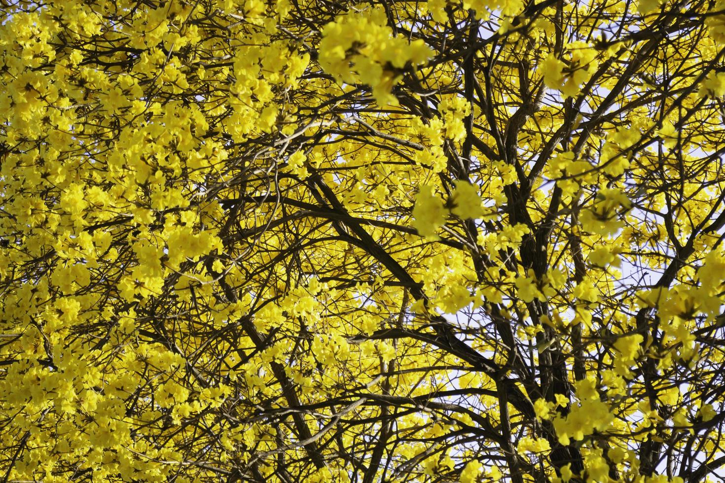 lindas flores amarelas de verão foto