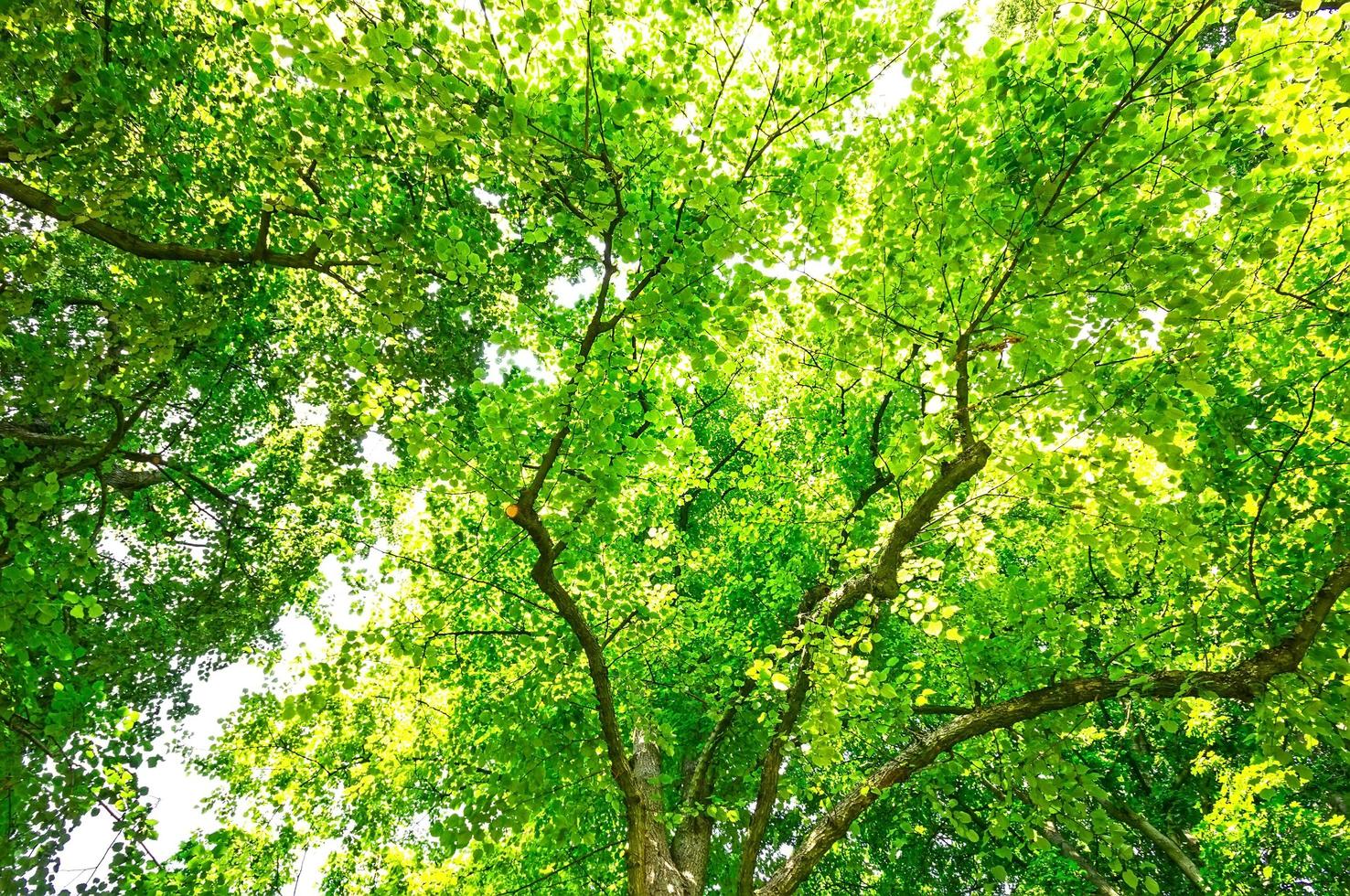 fundo de copa de árvore verde foto