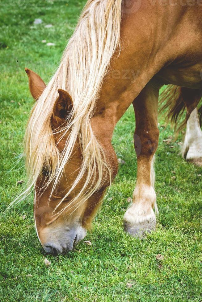 cavalo castanho pastando em um prado foto