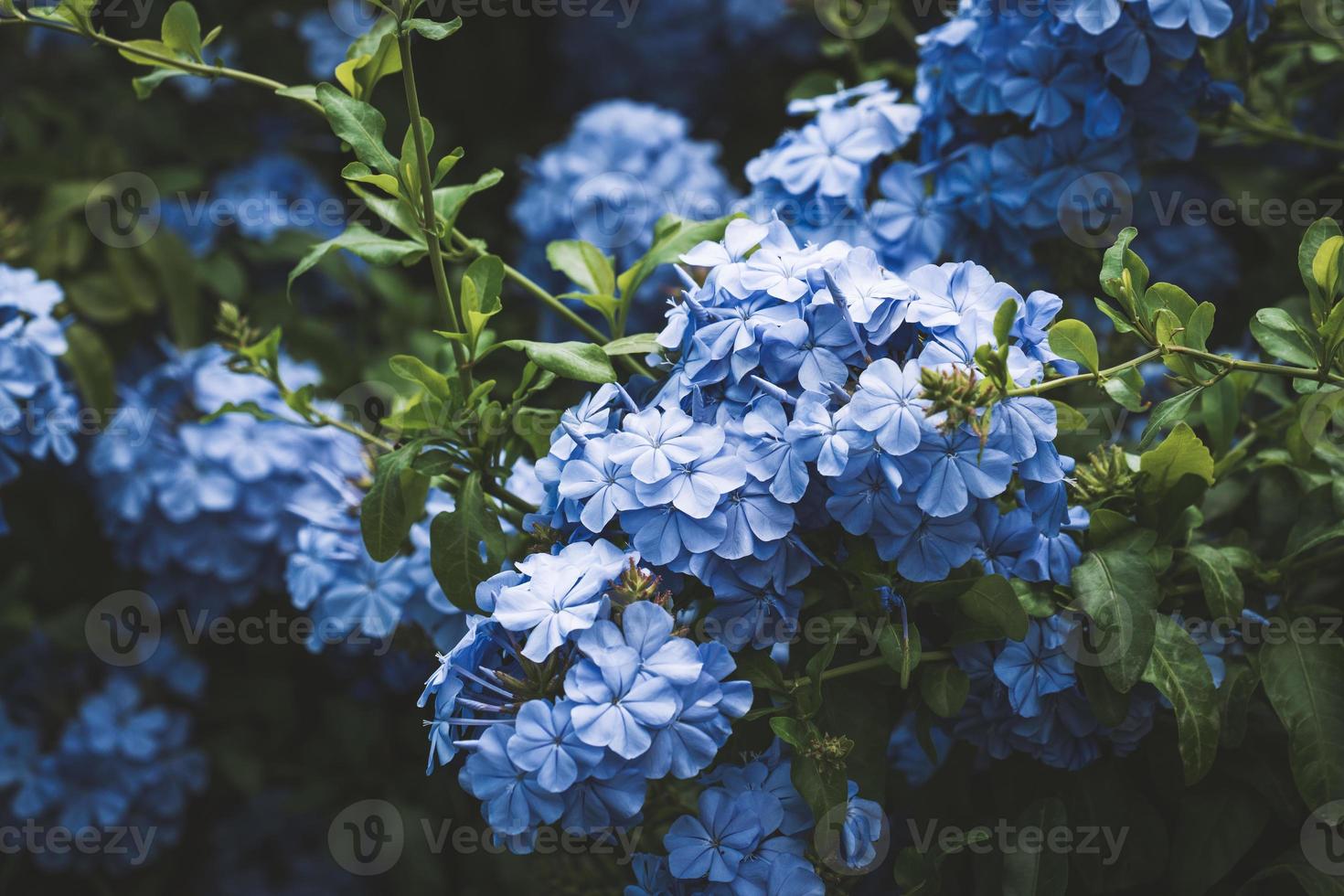 flores azuis da erva-chumbo, também conhecida como plumbago azul foto