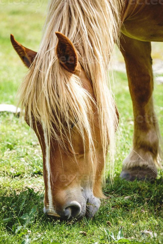 cavalo castanho pastando em um prado foto