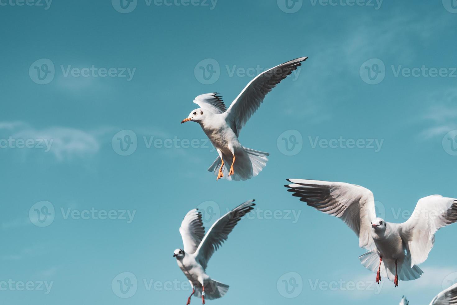 pequenos espécimes de gaivota de cabeça preta voando no porto foto