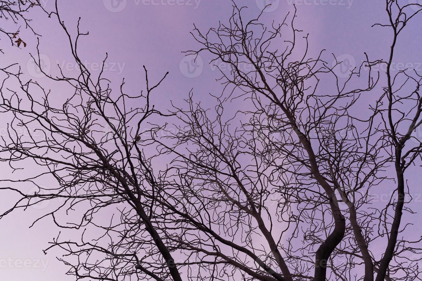 galhos nus de uma castanheira ao pôr do sol roxo foto