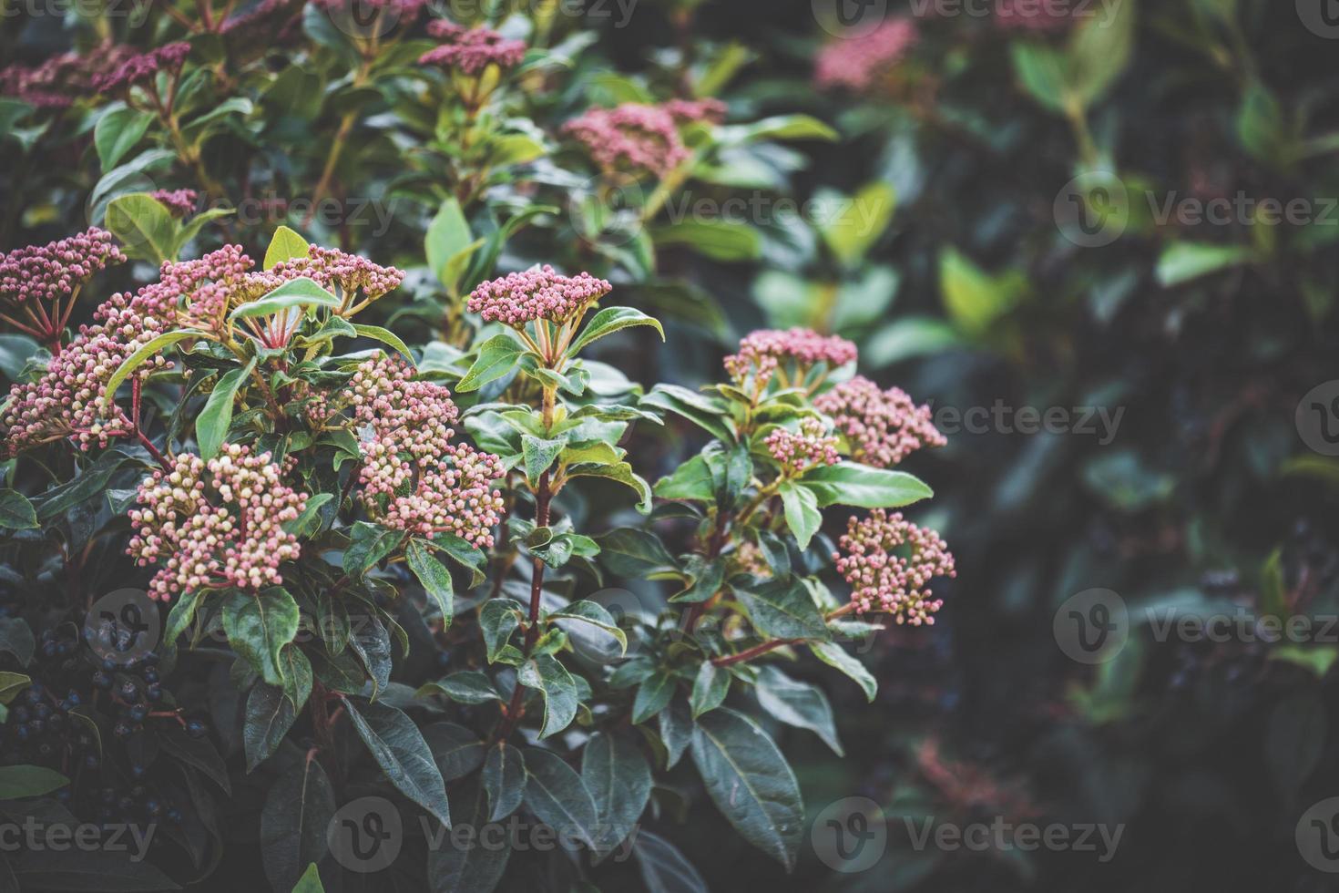 botões de flores de um arbusto de viburnum tinus foto