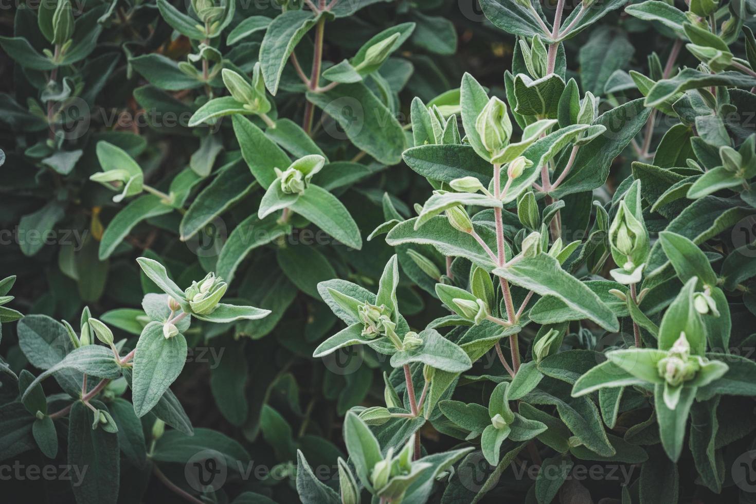 folhas verdes de um arbusto de esteva foto