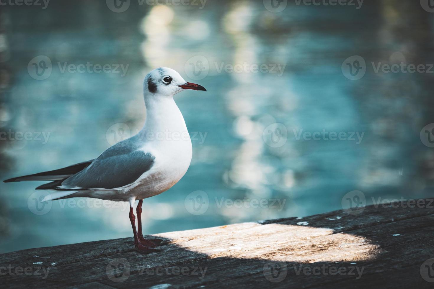 pequeno espécime de gaivota de cabeça preta em sua plumagem de inverno foto