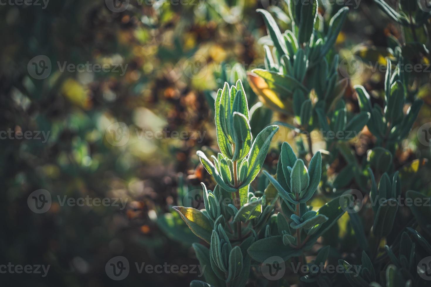 folhas verdes de um arbusto de esteva foto