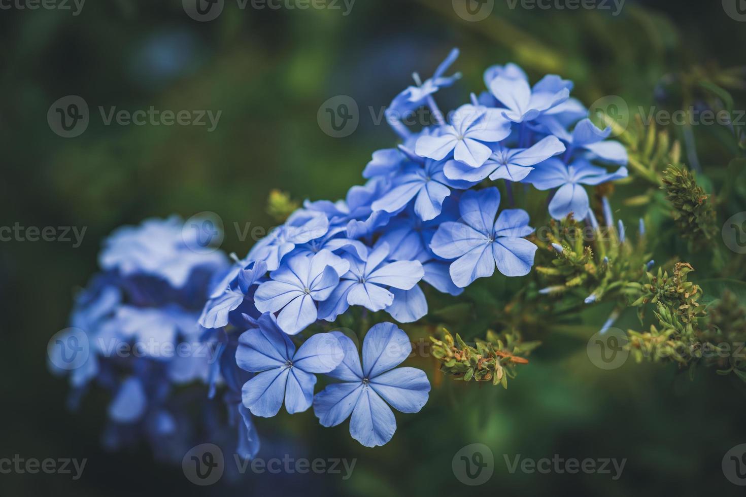 flores azuis da erva-chumbo, também conhecida como plumbago azul foto