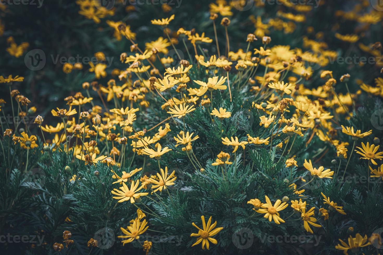 flores e botões de margaridas amarelas foto