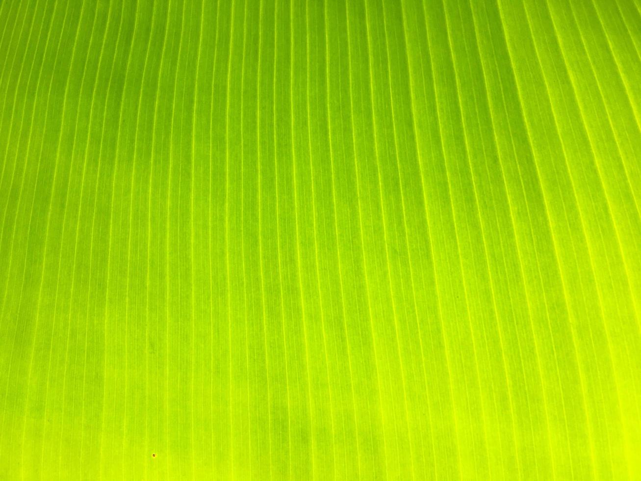 fundo de textura de folha de bananeira foto