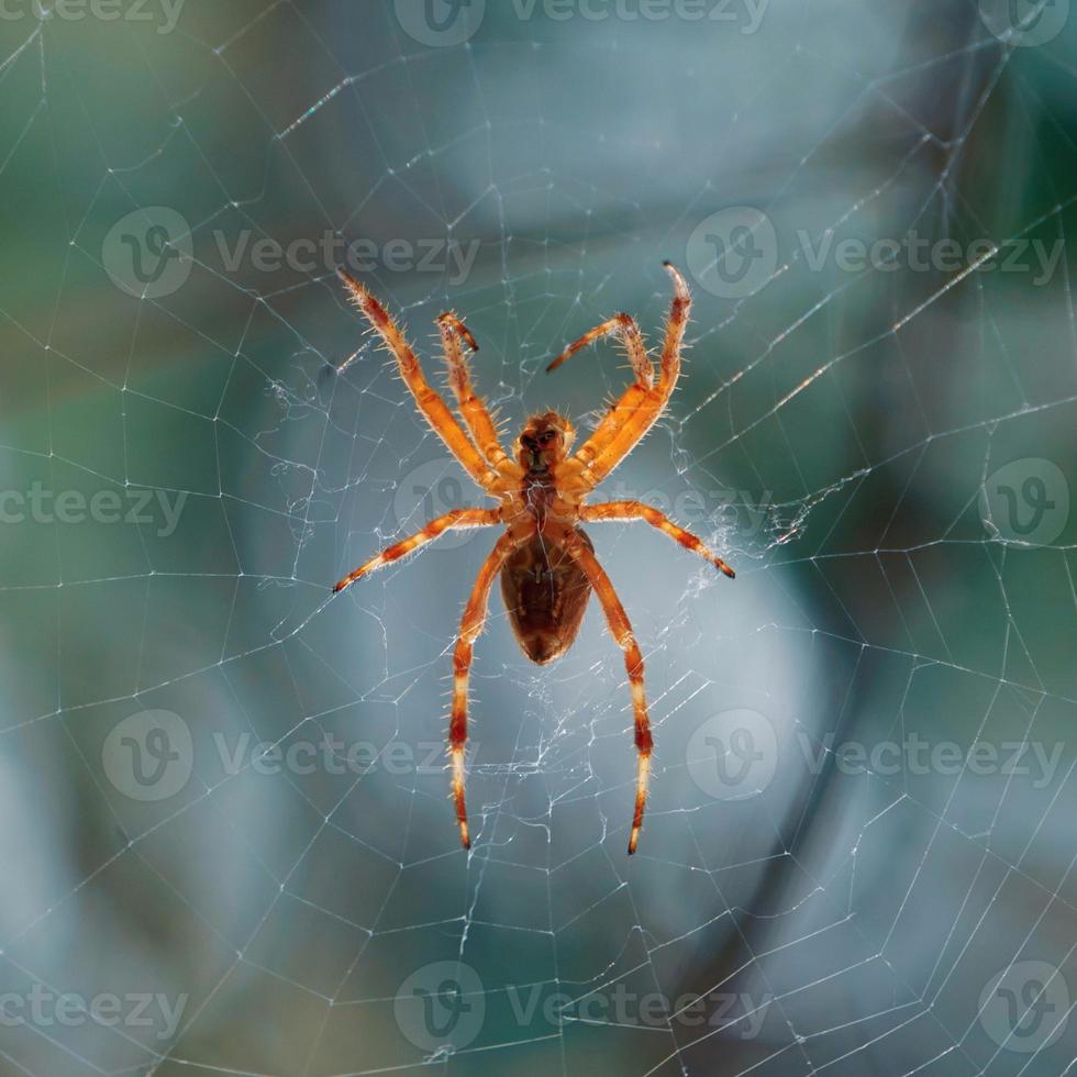 aranha em a aranha rede esperando para caçar foto