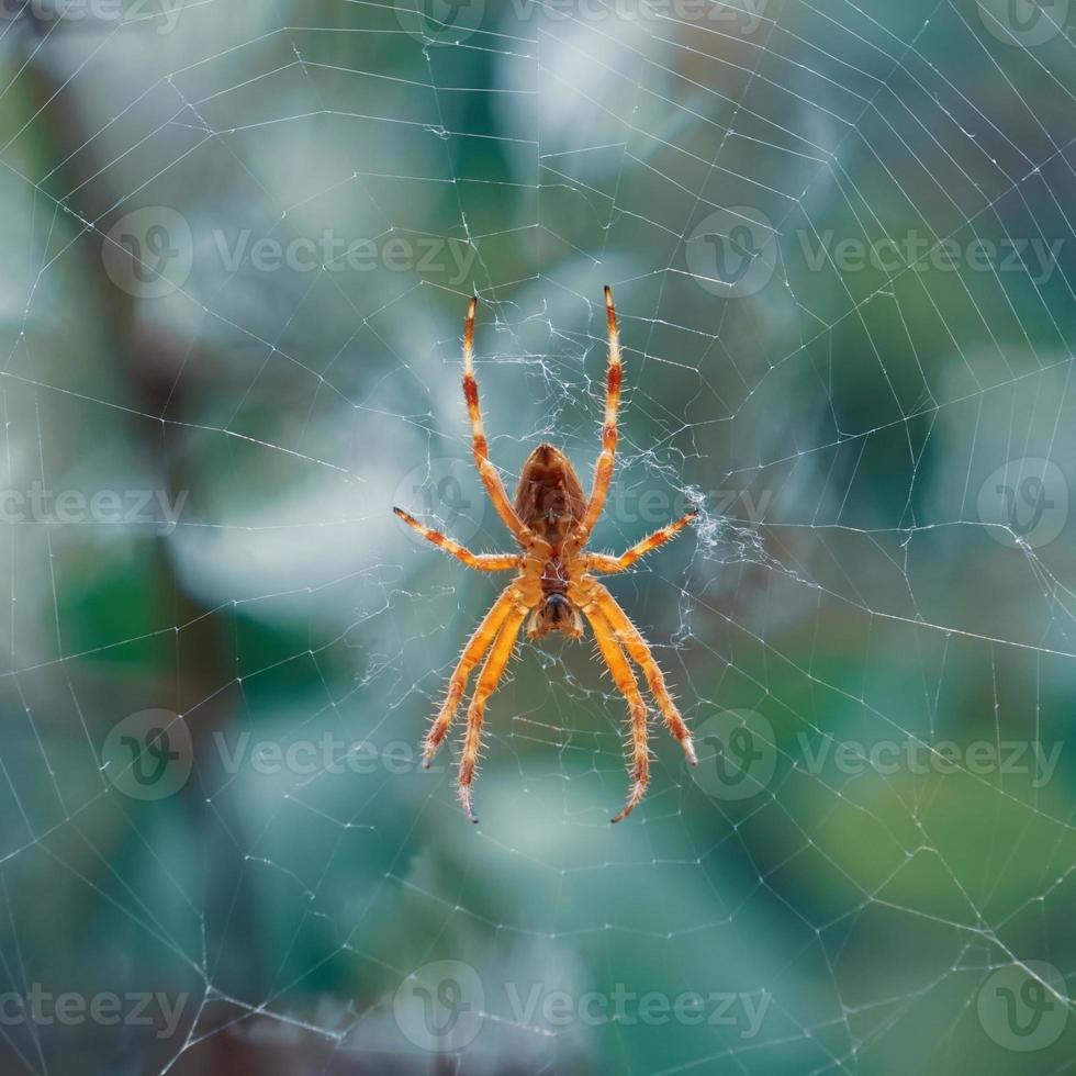 aranha em a aranha rede esperando para caçar foto