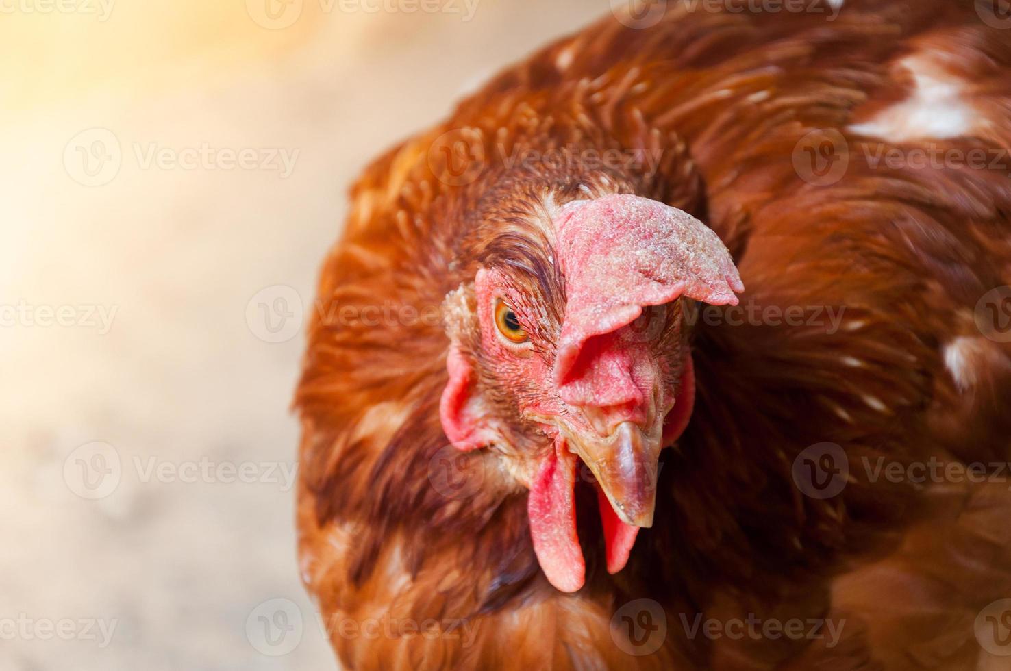 mãe galinha galinha em uma fazenda na natureza foto