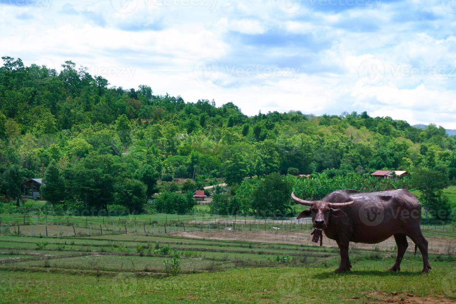 búfalo ficar de pé em a verde arroz campo mudas dentro uma arroz campo com lindo céu e nuvem foto