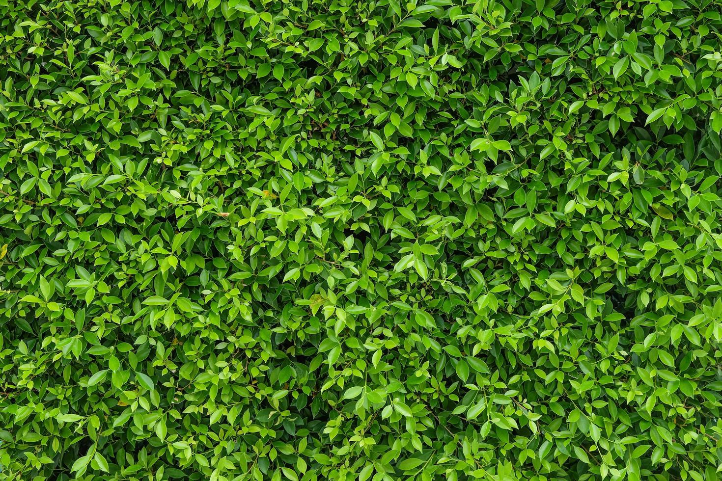 fundo de parede com folhas verdes naturais com verde escuro foto