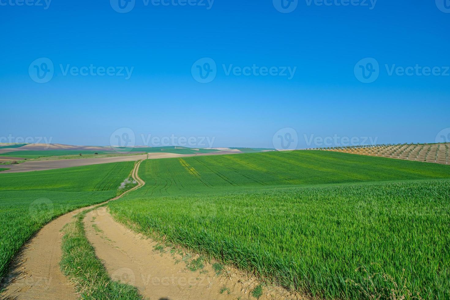 campo verde semeado com céu azul foto