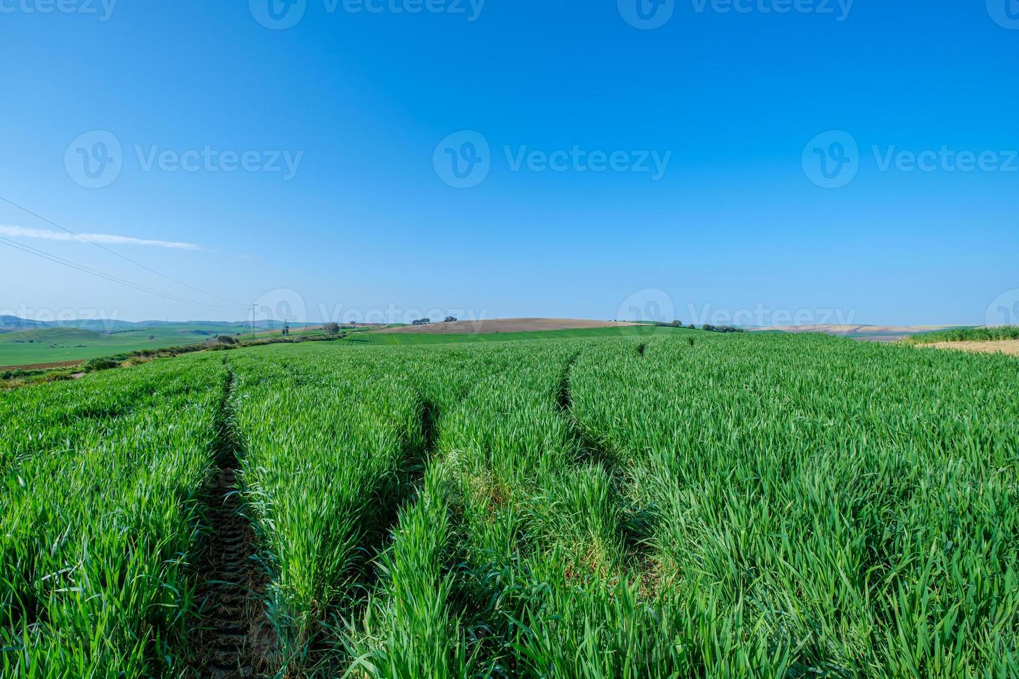 campo semeado rural verde com céu azul foto