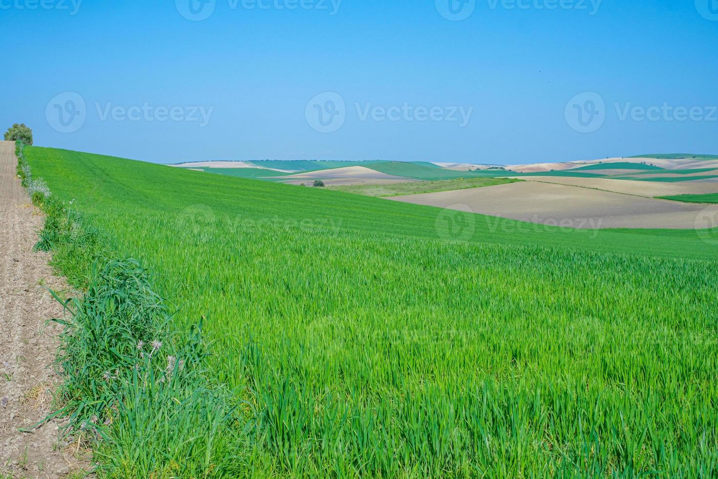 campos agrícolas verdes gramados foto