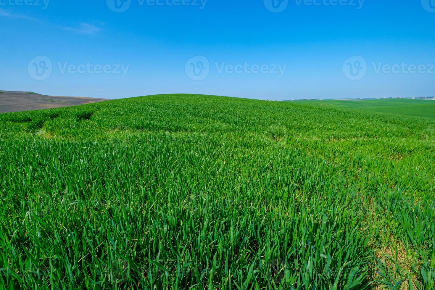 campo verde gramado foto