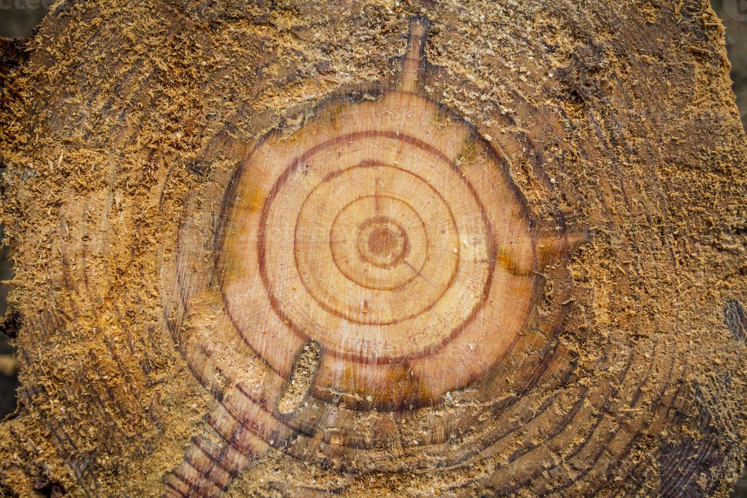 anéis do meio de uma árvore foto
