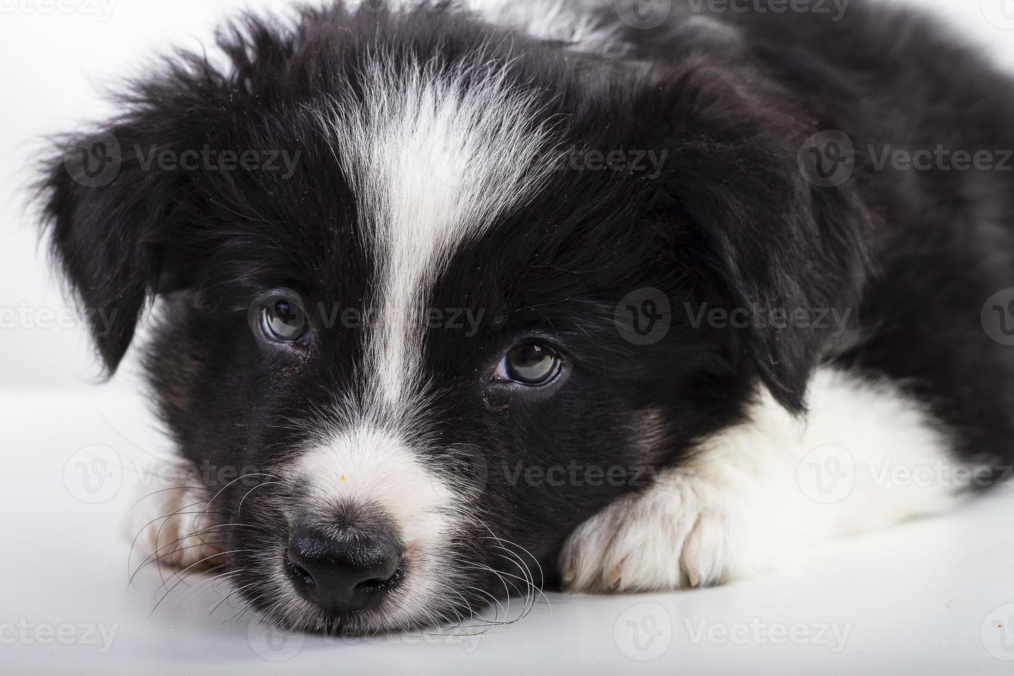 cachorro border collie foto