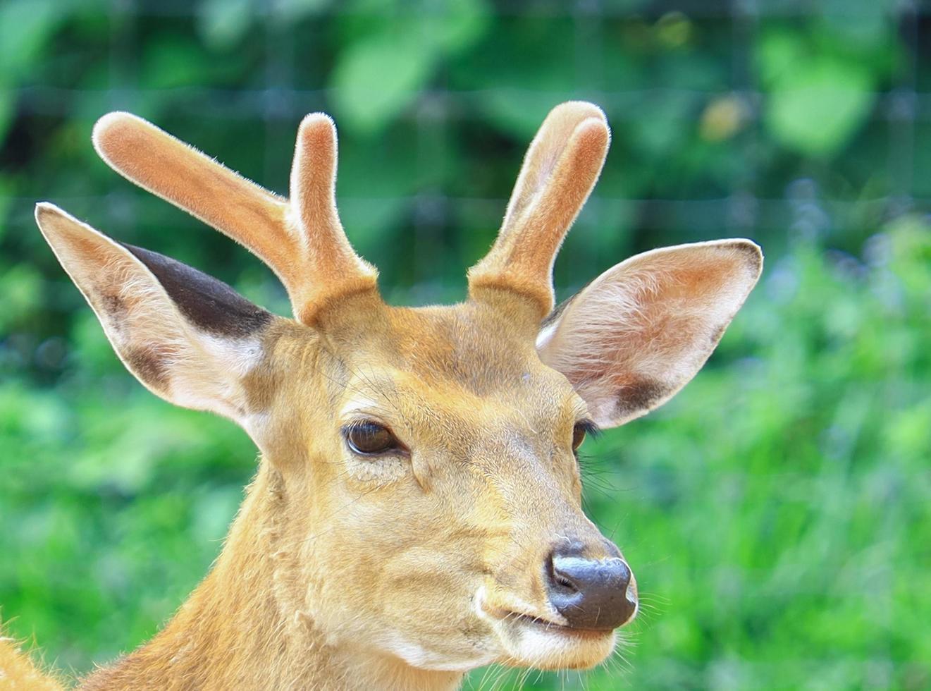 close-up de um cervo foto