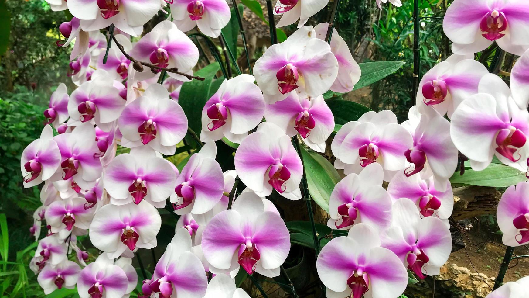 orquídeas rosa e brancas foto