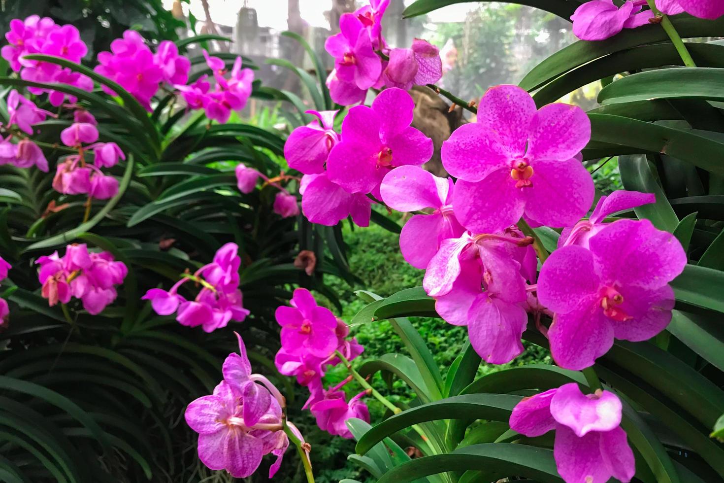 grupo de orquídeas roxas foto
