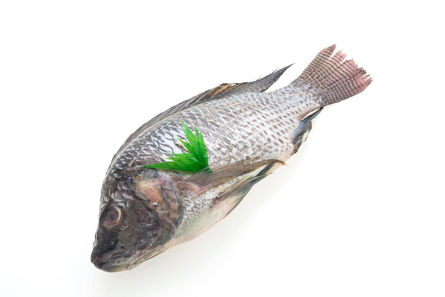 peixe fresco cru foto