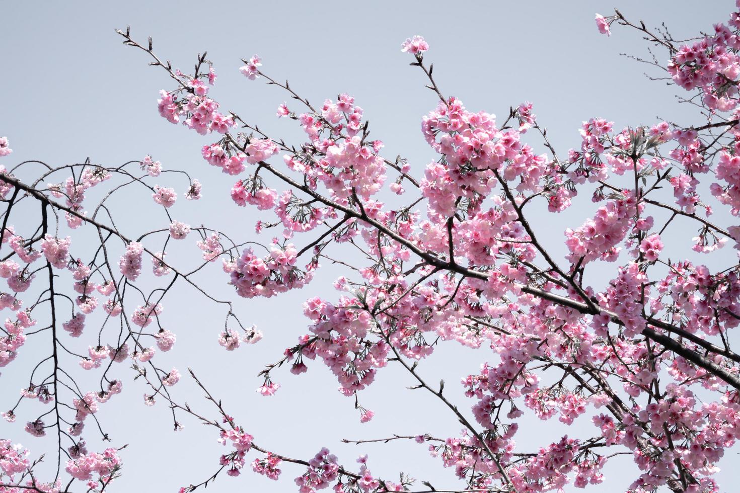 cor pastel suave linda flor de cerejeira sakura florescendo com desbotamento em flor de sakura rosa pastel, floração completa uma temporada de primavera no japão foto