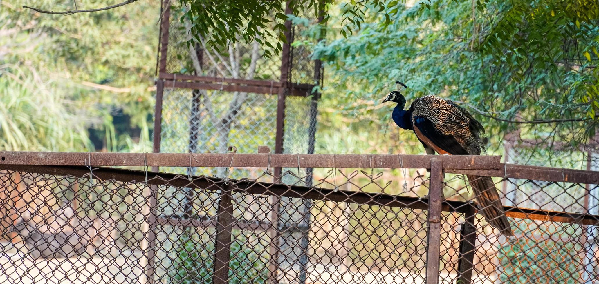 uma fofa pavão sentado em a ferro Cajado foto