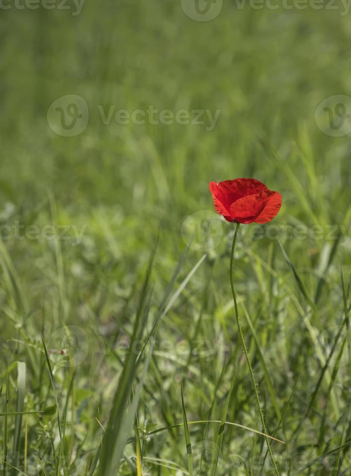 uma lindo vermelho papoula flor às uma borrado verde campo fundo. Primavera natureza conceito. vertical Visão foto