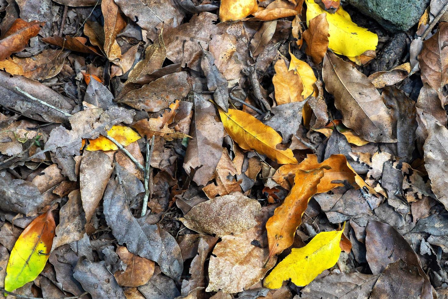 folhas de outono fundo na floresta foto