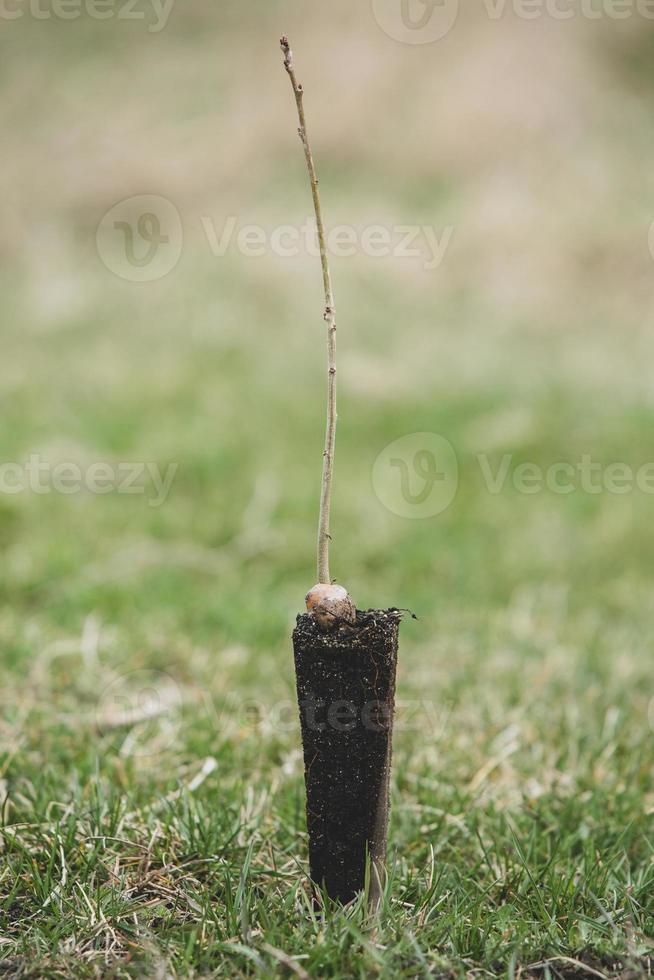 uma linha do mudas dentro Preto plástico containers com 1 do eles ser plantado dentro a chão. uma pequeno árvore é ser plantado dentro uma pilha do solo. foto