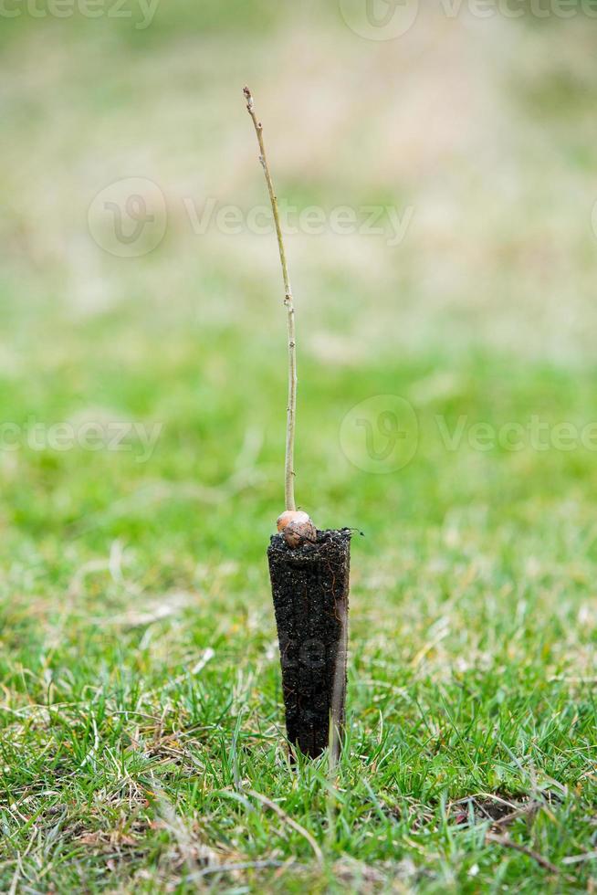 uma linha do mudas dentro Preto plástico containers com 1 do eles ser plantado dentro a chão. uma pequeno árvore é ser plantado dentro uma pilha do solo. foto