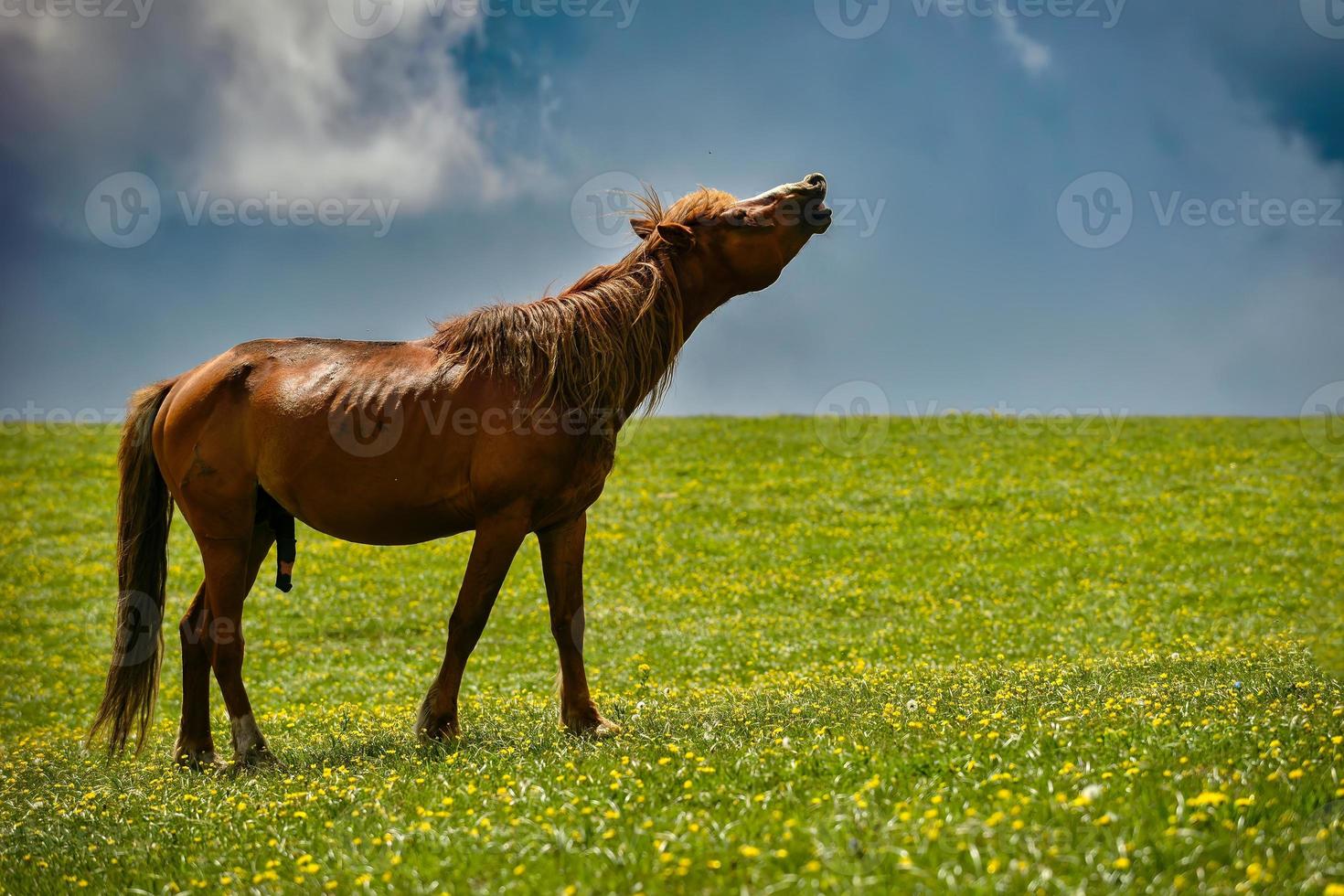 uma garanhão dentro calor é relinchar dentro a vento. foto