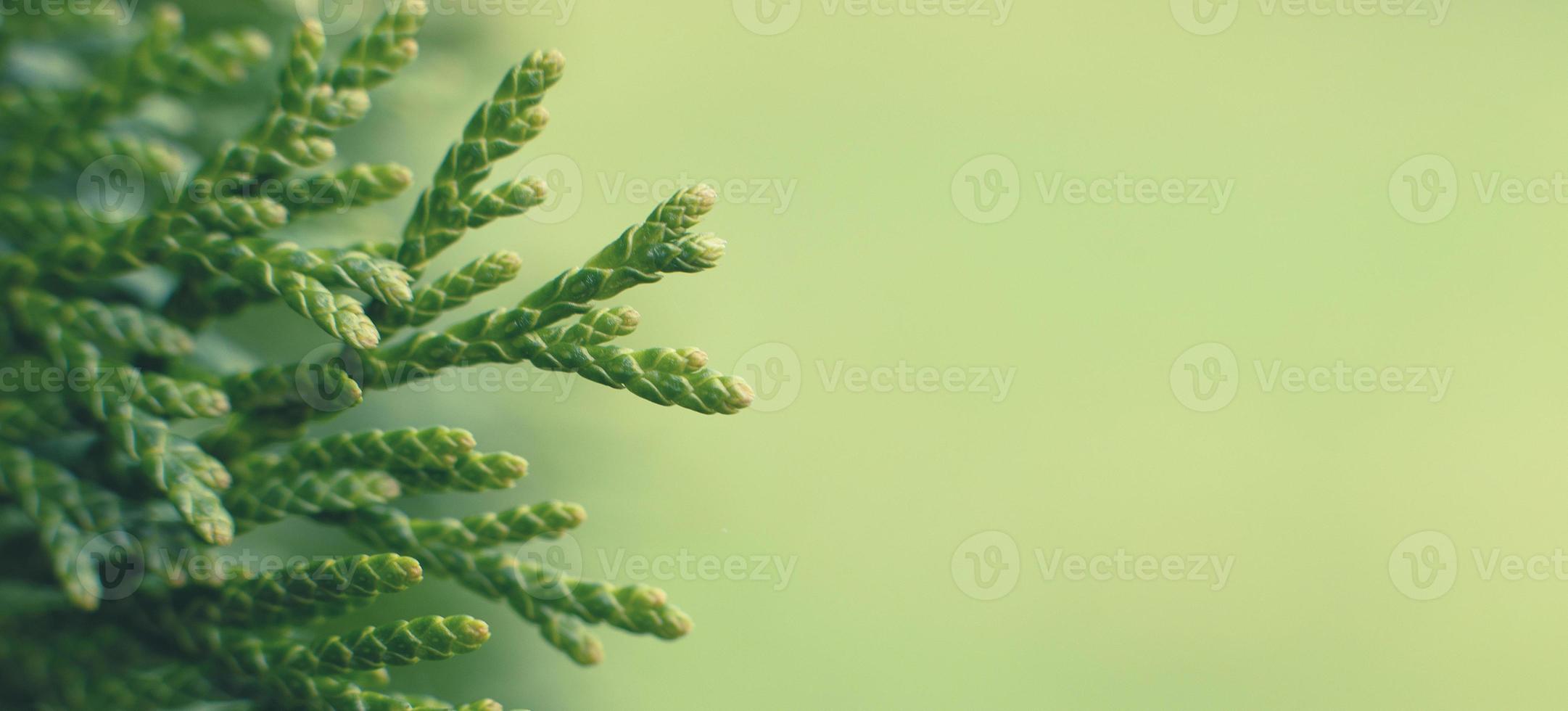 uma Thuja fechar acima. a Thuja ramo fundo. bandeira foto