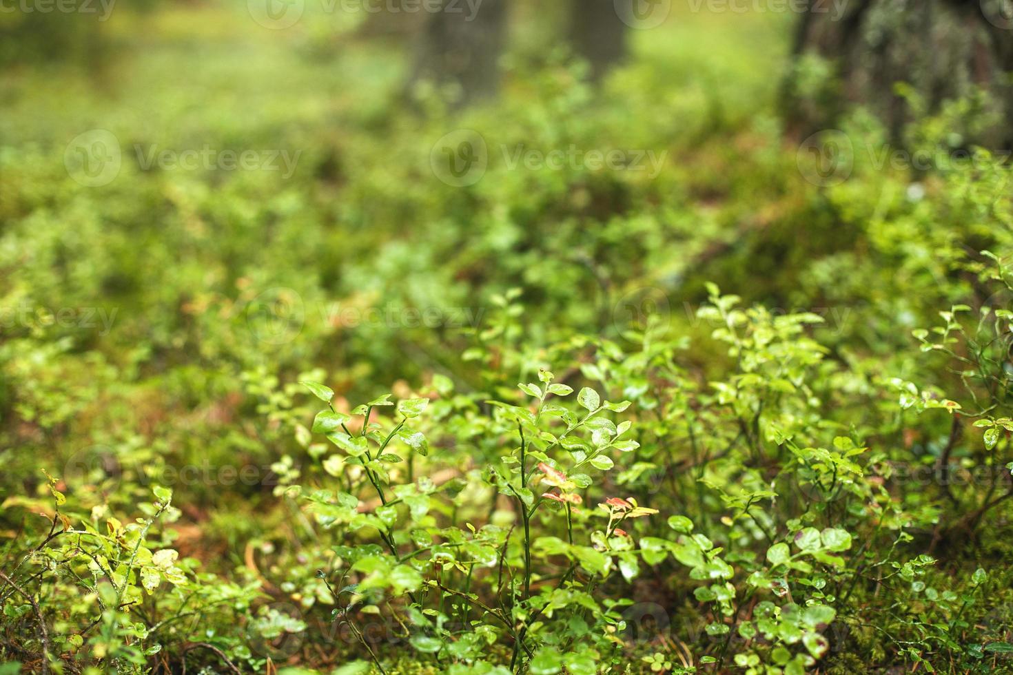 uma muitos do mirtilo arbustos dentro a floresta foto