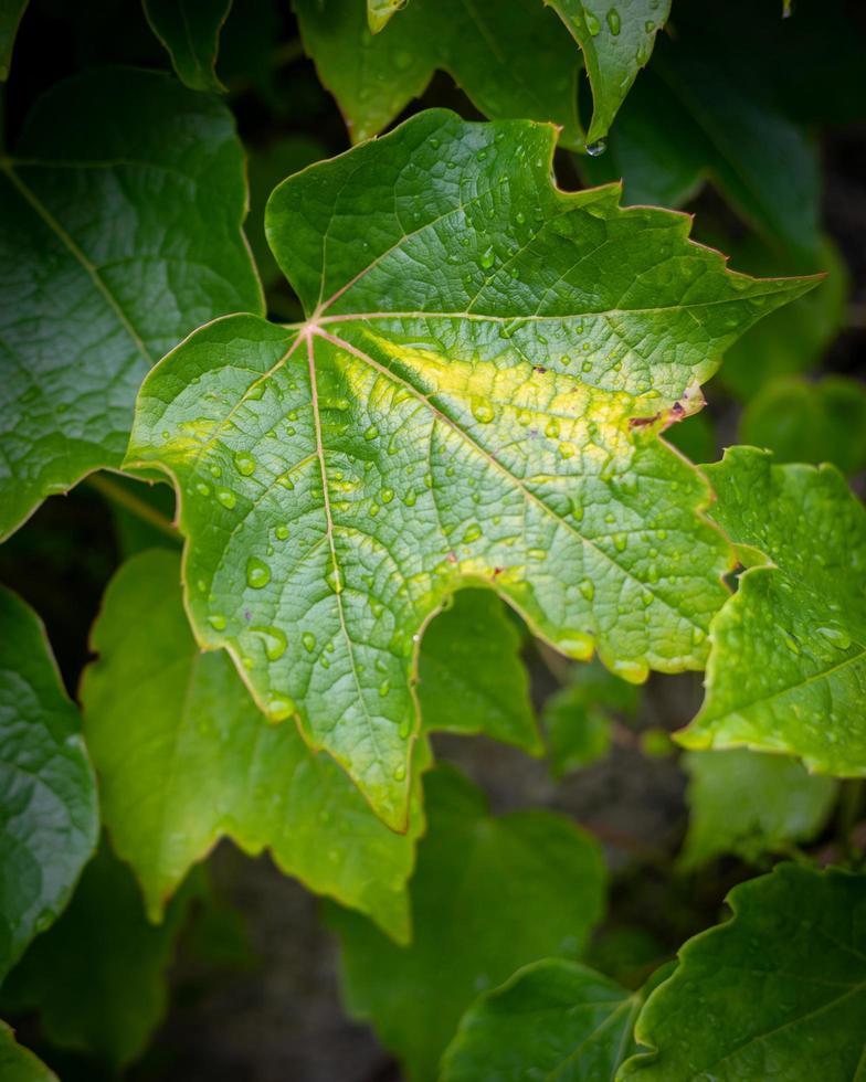 fechar-se do a verde folha com água gotas foto