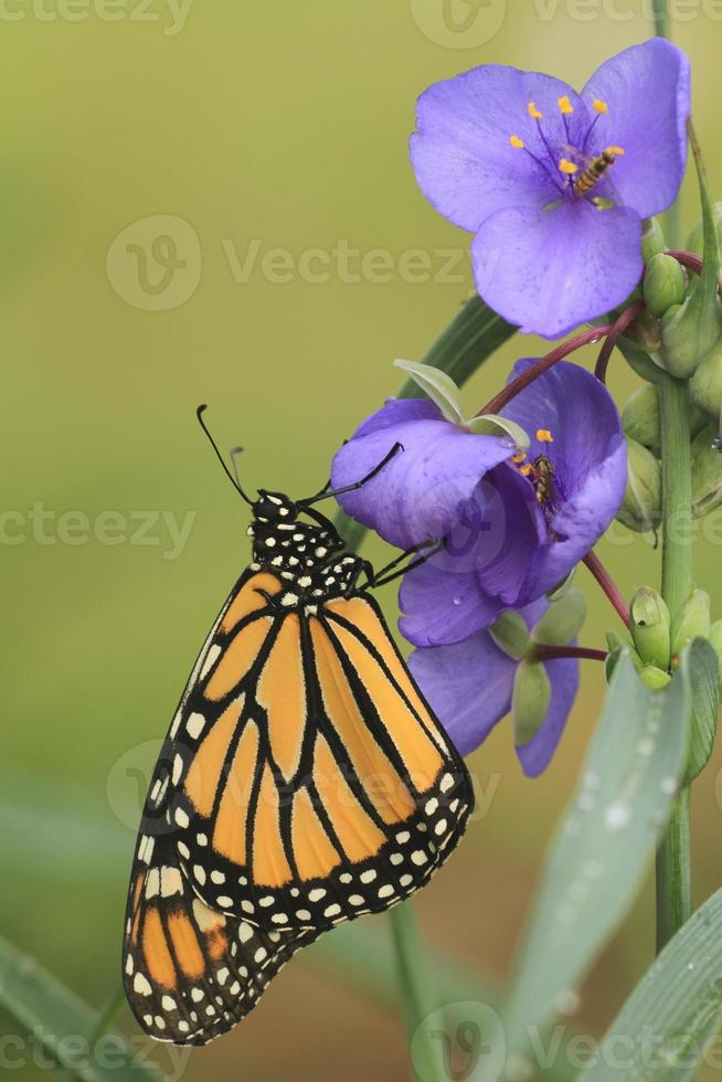 monarca borboleta em spiderwort foto