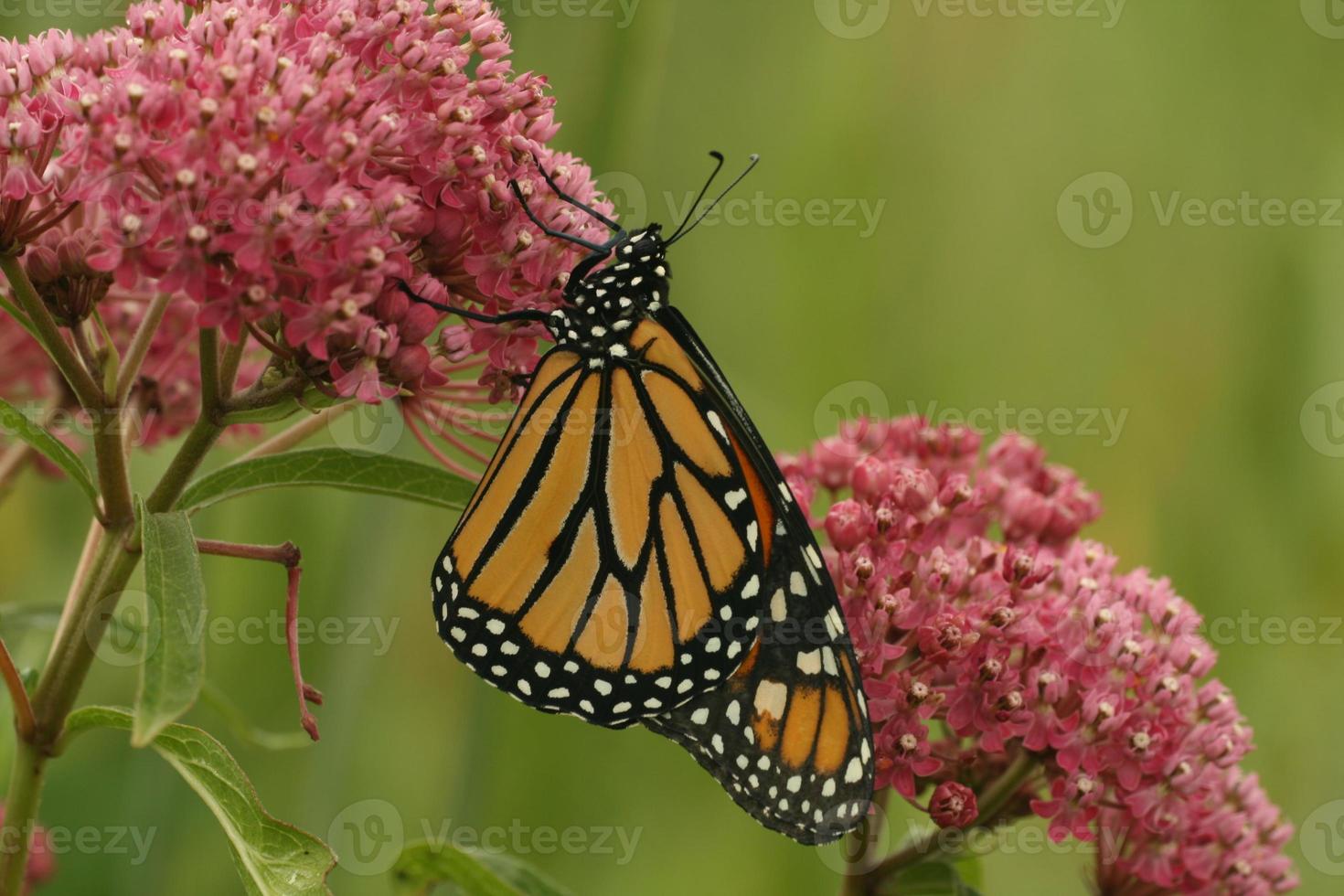 monarca borboleta em pântano serralha foto