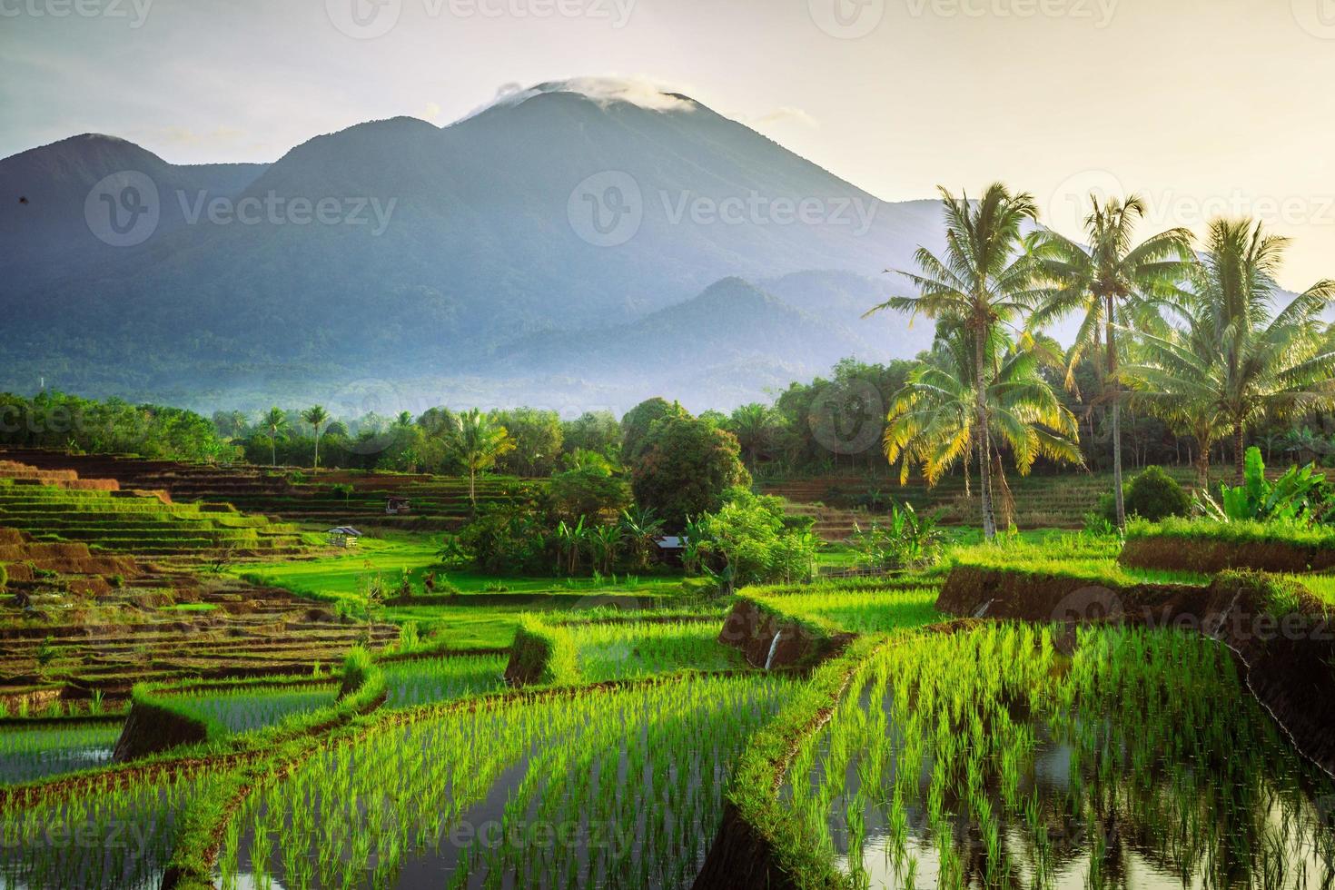 lindo manhã Visão Indonésia. panorama panorama arroz Campos com beleza cor e céu natural luz foto