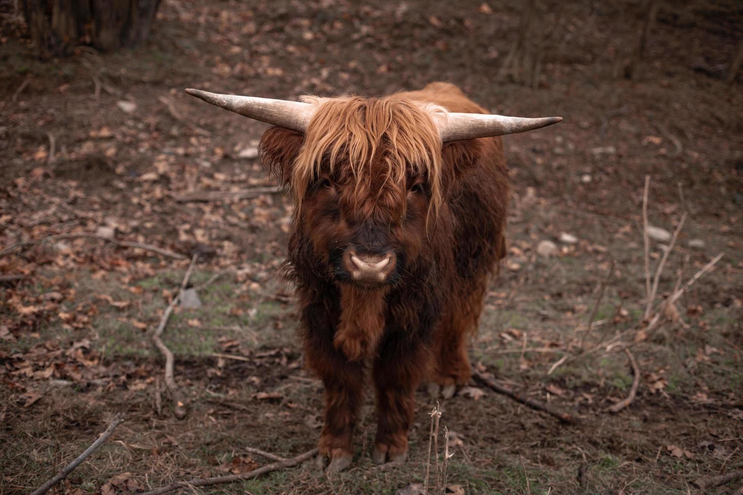 Comportamento de bos mutus em uma fazenda em áreas rurais foto