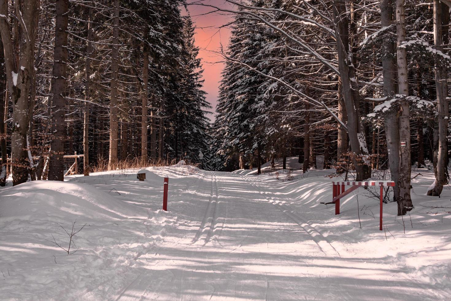 trilha de cross-country em uma floresta de inverno com neve ao pôr do sol foto