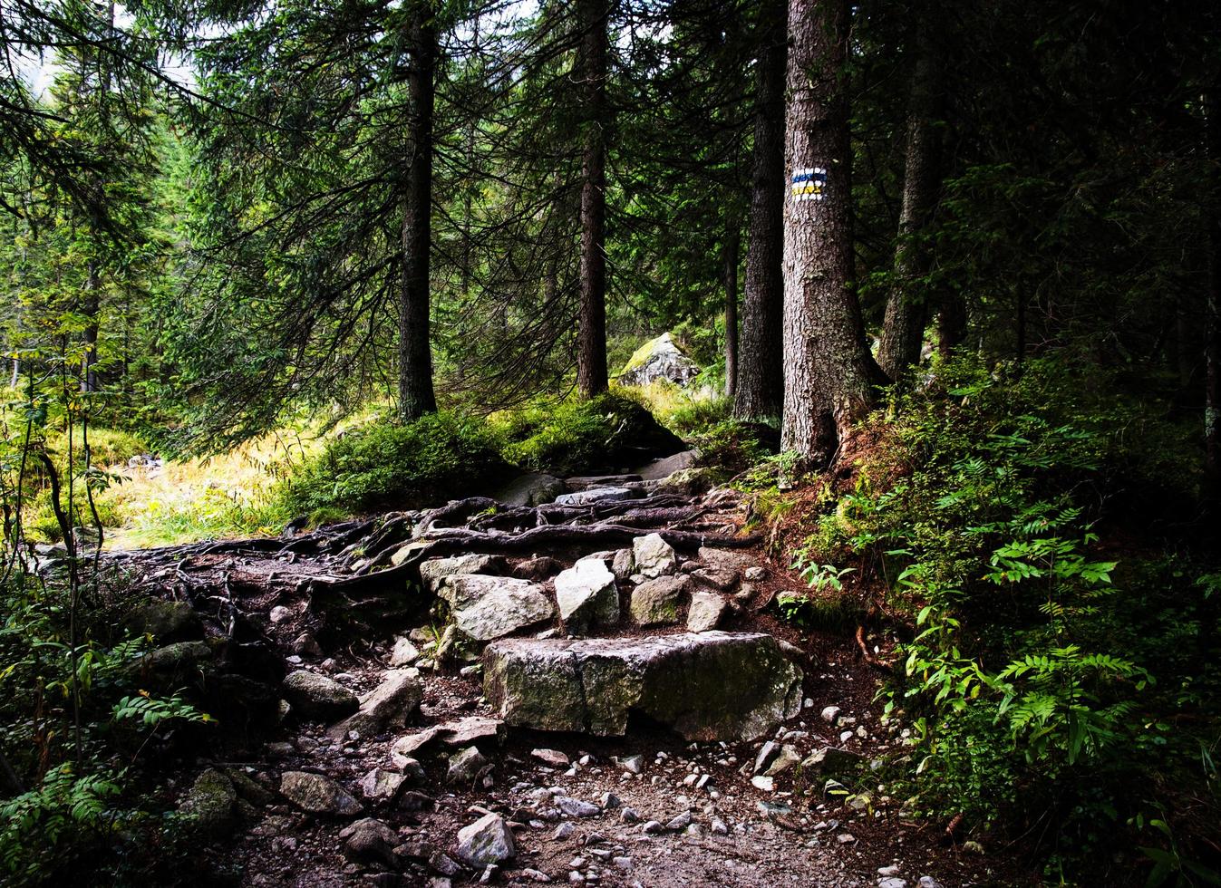 trilha com sinal de caminhada na árvore foto