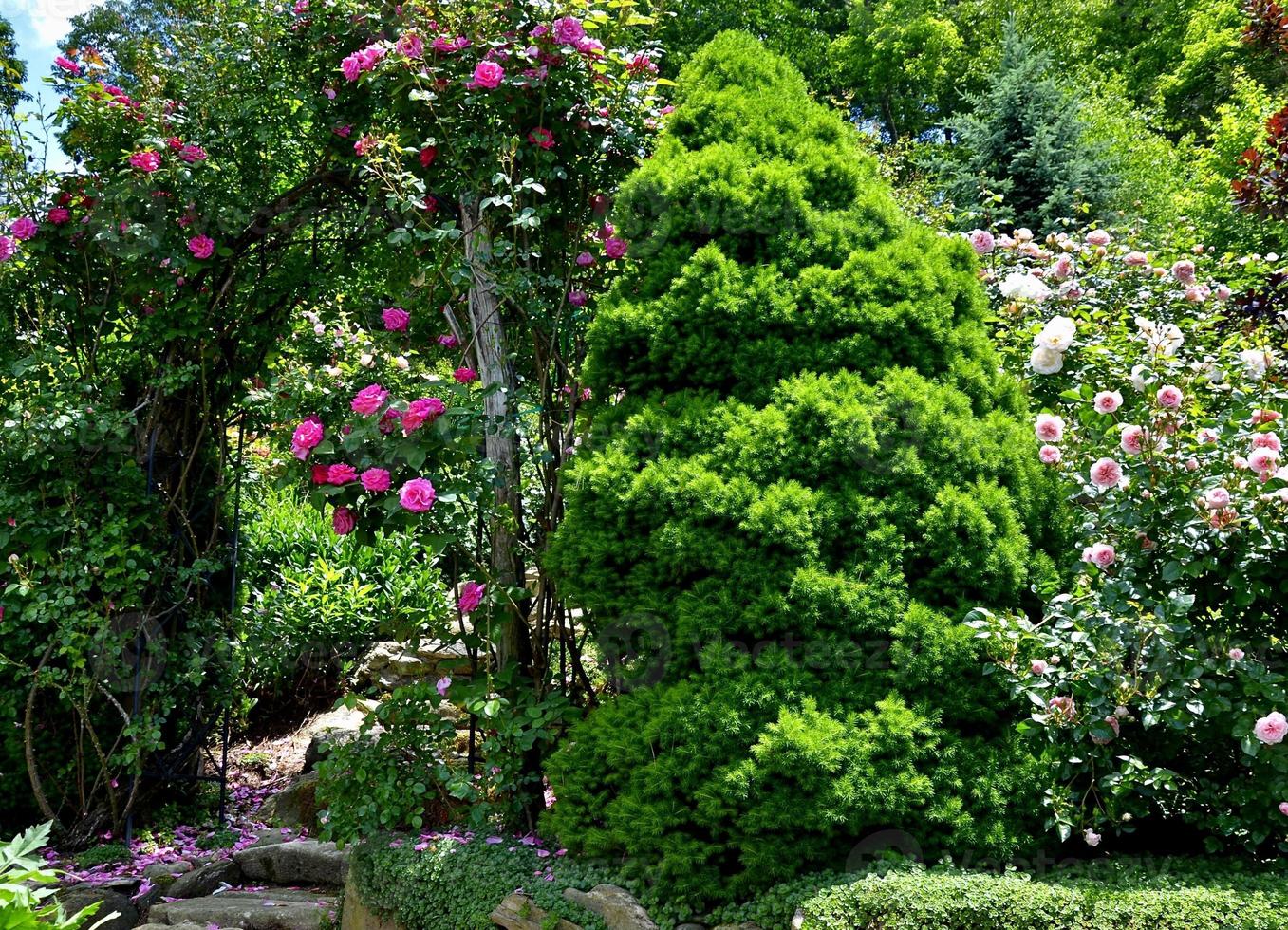 lindo escalada rosas dentro uma cênico jardim foto