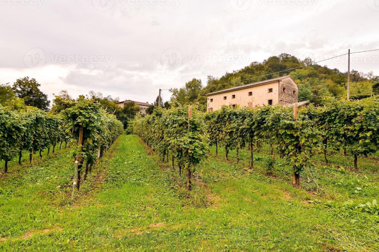 cênico rural panorama foto